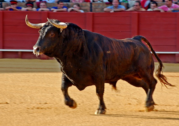 raging bull in colour